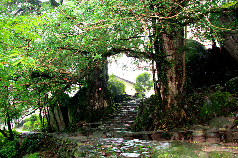 11月121,22号宜春南惹古村 仰山寺 菊花展一日游98元\人